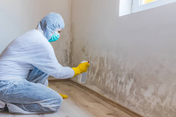 Licensed Black Mold Remediation service in Saint Petersburg, FL - Car Mold Remediation