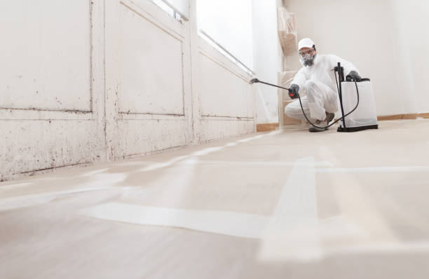 24/7 Emergency Black Mold Remediation experts in Saint Petersburg, FL