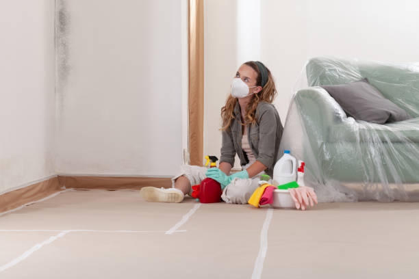 Reliable Black Mold Remediation contractor in Saint Petersburg, FL by Car Mold Remediation
